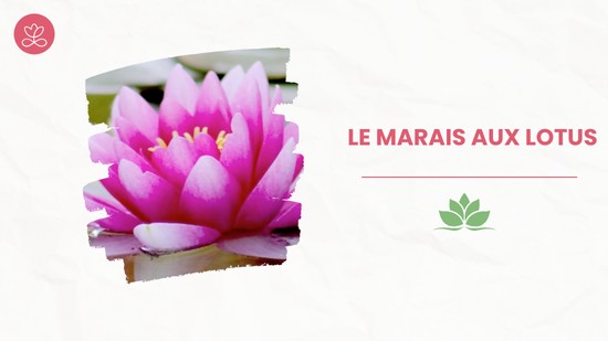 Semaine 14 - Le marais aux lotus(21 minutes)